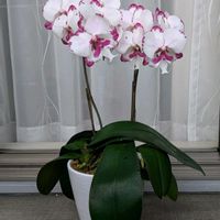 ミニ胡蝶蘭,ダルメシアン,ありがとう♡,新入り,お花大好き✨の画像