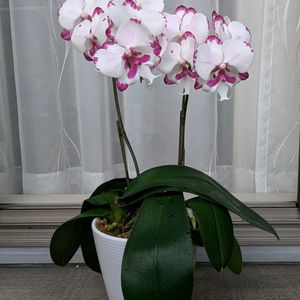 ミニ胡蝶蘭,ダルメシアン,ありがとう♡,新入り,お花大好き✨の画像