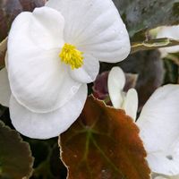シャクナゲ,ベゴニア,ポーラチュラカ,サンパラソル　ブルーフォリア,花のある暮らしの画像