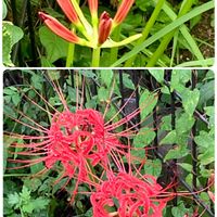 リンドウ,カヤツリグサ,アメリカセンダングサ,リンドウ（竜胆）,オオシロカラカサダケの画像