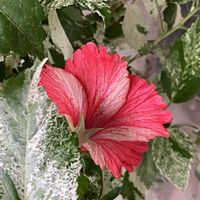 ハイビスカス,ハツユキカズラ,アナベル,紫陽花 アナベル,観賞用トウガラシ・パープルフラッシュの画像