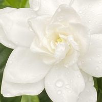 クチナシ　八重咲き,地植え,雨の日,庭の画像