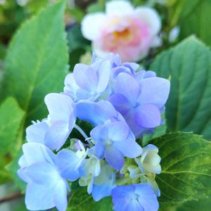四季咲きアジサイ 霧島の恵,ホヤ,花のある暮らし,多肉のある暮らし,植物のある暮らしの画像