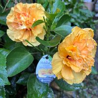 ハイビスカス,ハイビスカス 八重咲き,花のある暮らし,花好きさんと繋がりたい,猫好きさんと繋がりたいの画像