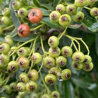 ピラカンサ,ピラカンサ,地植え,雨の日,お出かけ先の画像