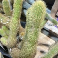 オウゴンヒモ(黄金紐)サボテン,オウゴンヒモ(黄金紐)サボテン,サボテン科,花屋の店先,綺麗✨の画像