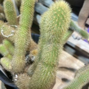 オウゴンヒモ(黄金紐)サボテン,オウゴンヒモ(黄金紐)サボテン,サボテン科,花屋の店先,綺麗✨の画像