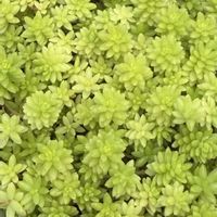 セダム,多肉植物の画像