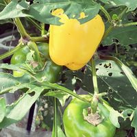 パプリカ,パプリカ,癒し,初収穫,家庭菜園の画像