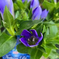 リンドウ,花のある暮らし,今日のお花,花友さんに感謝♡,ベランダの画像