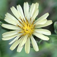 ヒガンバナ,サクラタデ,アキノノゲシ,球根植物,一年草の画像