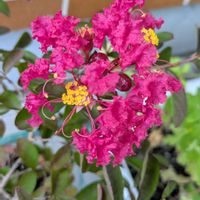 サルスベリ,百日紅,ペパーミントレース,鉢植の画像
