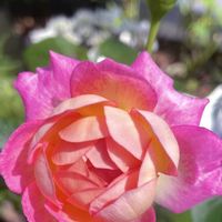 多肉植物,観葉植物,ガーデニング,夏の思い出,My roseの画像
