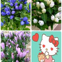 リンドウ,白い花,紫の花,ピンクの花,今日のお花の画像