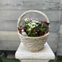 ビデンス,マトリカリア,チェッカーベリー,五色トウガラシ,寄せ植えの画像