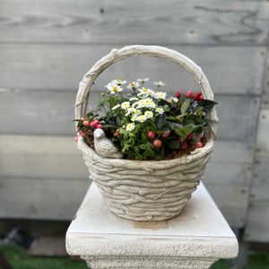 ビデンス,マトリカリア,チェッカーベリー,五色トウガラシ,寄せ植えの画像