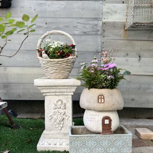 寄せ植え,ガーデニング,今日の一枚,植物のある暮らし,全て根付きの植物の画像