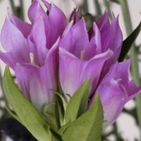 リンドウ,チーム・ブルー,癒しの薄紫,チーム・ブルーNo.102,Juneの会の画像