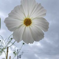 コスモス,こぼれダネ,庭の画像