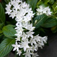 ペンタス,ダンギク(段菊)(カリオプテリス),見元園芸　トミーの庭,高知の日曜市,２０２０年５月同期の画像