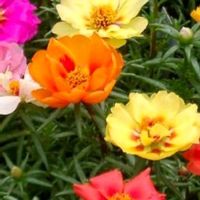 マツバボタン,花のある暮らし,今日のお花の画像
