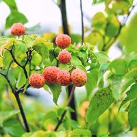 ヤマボウシ,ヤマボウシ,赤い実,いざ実食の画像