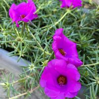 マツバボタン,花壇,紫の花,夏の花,花のある暮らしの画像