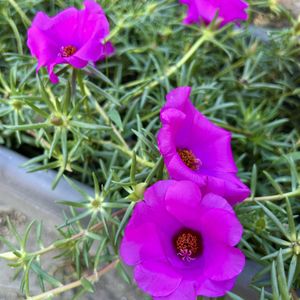 マツバボタン,花壇,紫の花,夏の花,花のある暮らしの画像