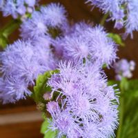アゲラタム,アゲラタム,木曜モフモフ,チーム・ブルー,癒しの薄紫の画像