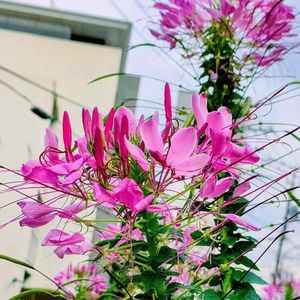クレオメ,クレオメ,花壇,ピンクの花の画像