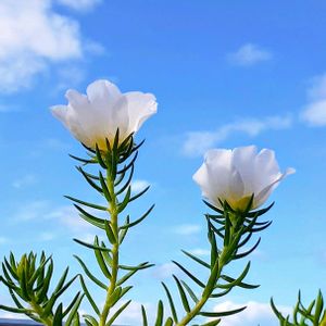 マツバボタン,松葉ボタン,大輪マツバボタン,まつばぼたん,スベリヒユ科の画像
