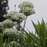 オトコエシ,ニラ,ニラ,ヤマハギ,ワルナスビの画像