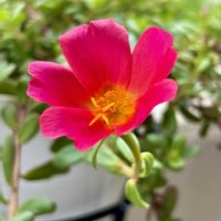 ポーチュラカ,マツバボタン,PWポーチュラカ　オスカーレッド,今日のお花,良い一日を…の画像