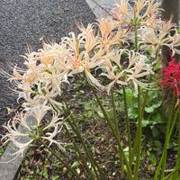 ヒガンバナの画像