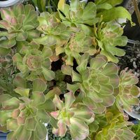 多肉植物,葉挿し,多肉寄せ植え,アエオニウム,実生苗の画像