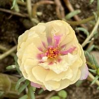 マツバボタン,スベリヒユ,今日のお花,お出かけ先の画像