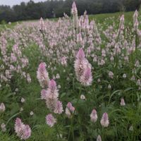 コスモス,コスモス,ノゲイトウ,ノゲイトウ/セロシア,全てに祈りを♪の画像