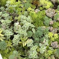 セダム,多肉植物の画像