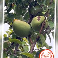 カリン,ウォーキングの楽しみの画像