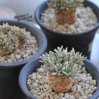 塊根植物,アボニア,コーデックス,タニラー,白花アルストニーの画像
