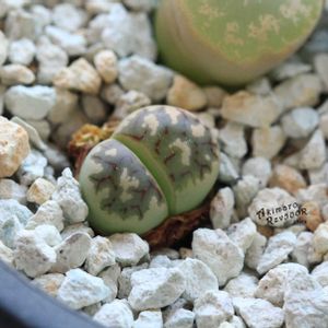 メセン,リトープス属,タニラー,リトープス✧,その他部屋の画像