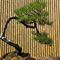 黒松,黒松,五葉松,五葉松,五葉松の画像