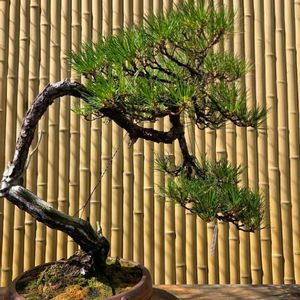黒松,黒松,五葉松,五葉松,五葉松の画像