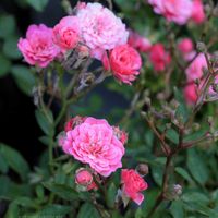鉢バラ,バラ・ミニバラ,ばら バラ 薔薇,テラスの画像