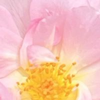 バラ,薔薇,ばら,ピンクの花,素敵な出会いに感謝の画像