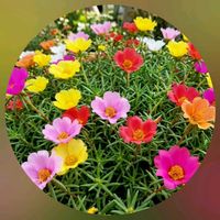 コスモス,マツバボタン,ユリ,今日のお花,いつも笑顔で〜〜♡の画像