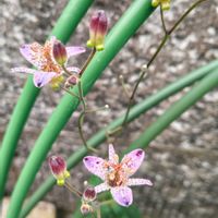 ホトトギス,ガーデニング,ボタニカルライフ,山野草,お庭の植物の画像