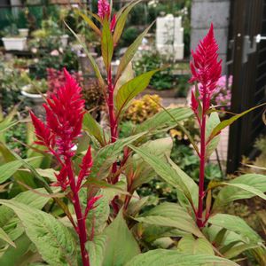 ケイトウ,ガーデニング,ボタニカルライフ,お庭の植物,花のある暮らしの画像