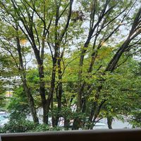 緑のある暮らし,キュンキュン乙女倶楽部,可愛いお花♪,木曜日は木の花,乙女色クラブの画像