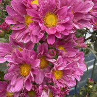 キク,畑の花の画像